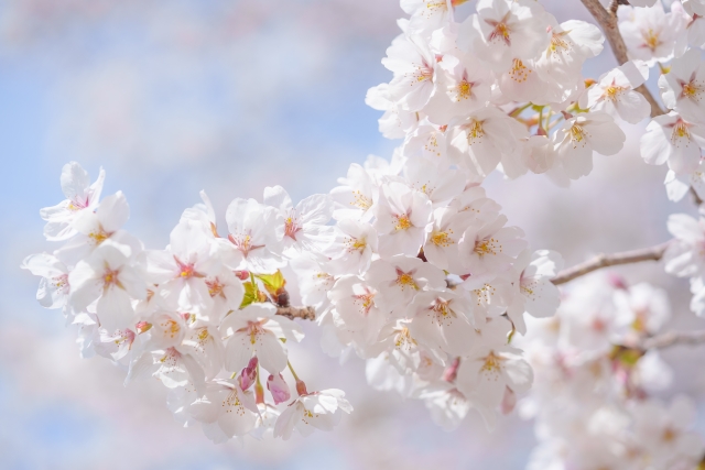 桜